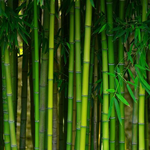 bamboo forest from Carter Carpets & Vinyl in Temperance